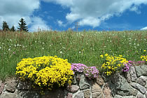 Landschaft am Ritten